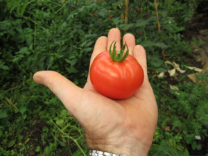 jardinagem de tomate